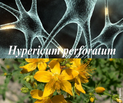 Hypericum-1