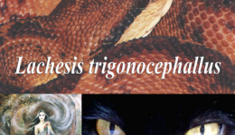Lachesis trigonocephallus-1