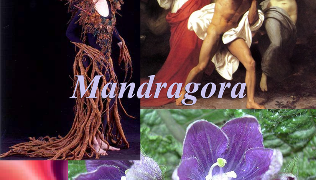Mandragora-1