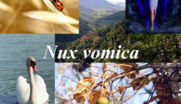 Nux vomica-1