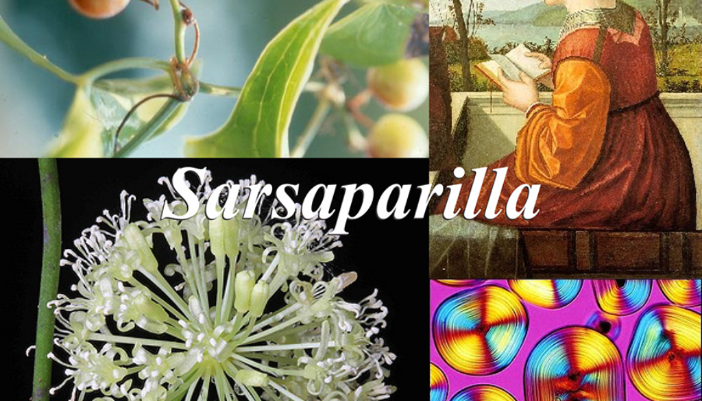 Sarsaparilla-1