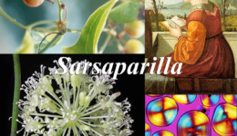 Sarsaparilla-1