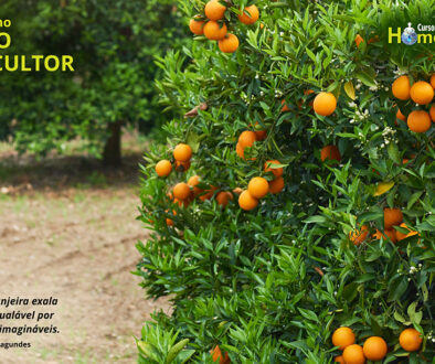 SITE_DIA DO CITRICULTOR - IBH.cdr