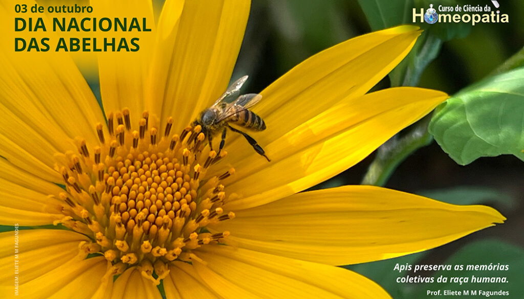 SITE_DIA NACIONAL DAS ABELHAS - IBH.cdr