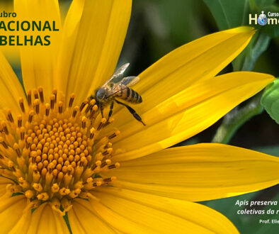 SITE_DIA NACIONAL DAS ABELHAS - IBH.cdr