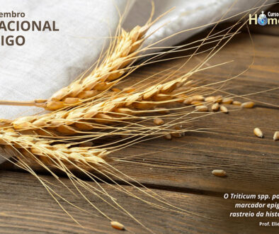 SITE_DIA NACIONAL DO TRIGO - IBH.cdr