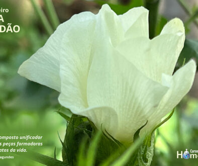 SITE_DIA DA GRATIDÃO - IBH.cdr