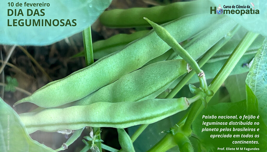 SITE_DIA DAS LEGUMINOSAS - IBH.cdr