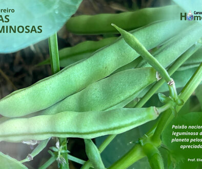 SITE_DIA DAS LEGUMINOSAS - IBH.cdr