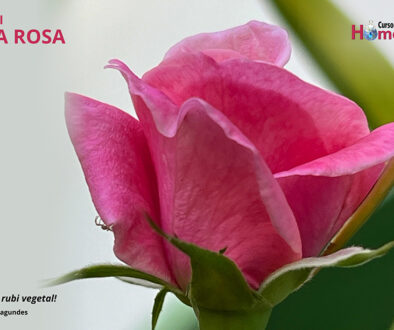SITE_DIA DA ROSA - IBH.cdr