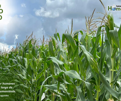 SITE_DIA DO MILHO - IBH.cdr