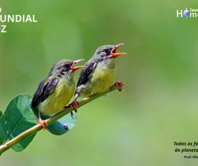 SITE_DIA MUNDIAL DA VOZ - IBH.cdr