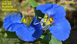 SITE_DIA DA PLANTA MEDICINAL - IBH.cdr