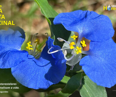 SITE_DIA DA PLANTA MEDICINAL - IBH.cdr