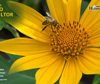 SITE_DIA DO APICULTOR - IBH.cdr