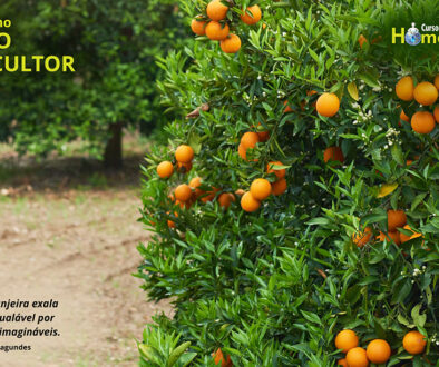 SITE_DIA DO CITRICULTOR - IBH.cdr